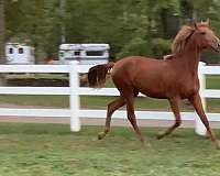 chestnut-apsl-gelding