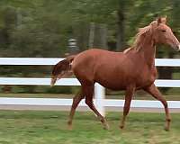 chestnut-apsl-horse