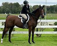 thoroughbred-horse-for-sale