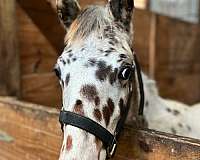 white-bay-leopard-horse