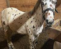 bay-leopard-walkaloosa-horse