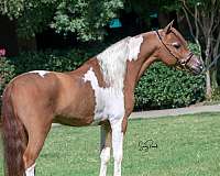 4-hand-tobiano-horse