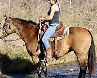 miniature-donkey-mare