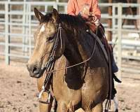 available-quarter-horse