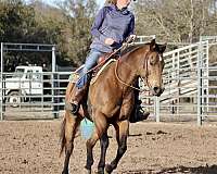 broodmare-quarter-horse