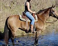 buckskin-quarter-horse