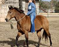 buddy-quarter-horse