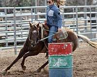 dark-chestnut-appaloosa-horse