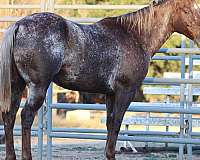 great-handle-appaloosa-horse