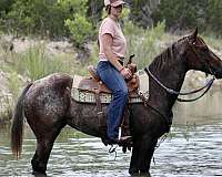 great-movement-appaloosa-horse