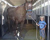 health-certificate-appaloosa-horse