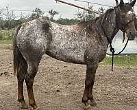 heart-appaloosa-horse