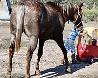 markings-appaloosa-horse