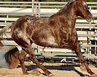 scope-appaloosa-horse