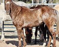 reasonable-appaloosa-horse