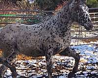 leopard-horse