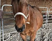 quarter-horse-gelding