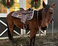 quarter-horse-for-sale