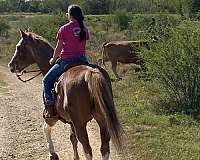 roan-therapy-horse