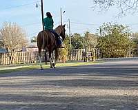 all-around-draft-horse