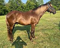 dappled-rocky-mountain-horse