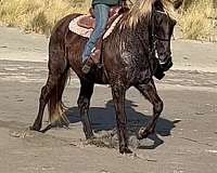 double-registered-rocky-mountain-horse