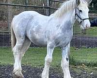 grey-tobiano-filly-for-sale