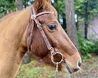 athletic-quarter-horse