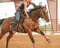 barrel-racing-quarter-horse