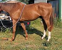 stripes-2-white-socks-horse