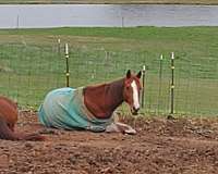 chestnut-stripes-2-white-socks-horse