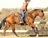 dressage-quarter-horse