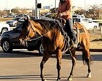 trail-riding-quarter-horse