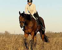 western-dressage-quarter-horse