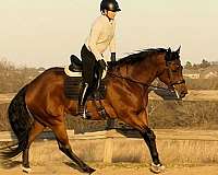 bay-beginner-horse