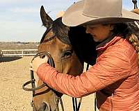 bay-quarter-horse-gelding