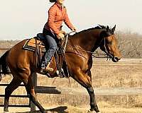 western-pleasure-quarter-horse