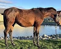 cross-sporthorse-dutch-warmblood-horse