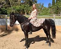 show-arabian-saddlebred-horse