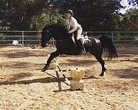 trained-arabian-saddlebred-horse