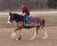 arena-clydesdale-horse