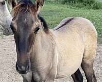 grulla-faint-star-snip-horse