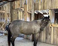 quarter-horse-filly