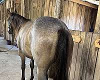 quarter-horse