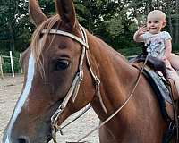 horseback-riding-arabian-horse