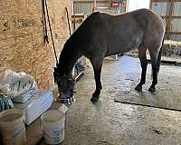 buckskin-horsemanship-horse