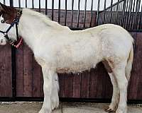 gypsy-vanner-filly