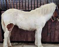 gypsy-vanner-horse-for-sale