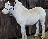 gypsy-vanner-horse