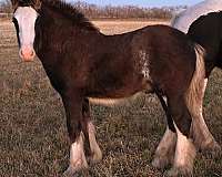 black-gypsy-vanner-colt